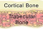 Osteoporosis Prevention Diet